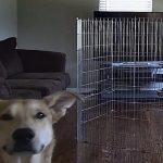 30 fotos dessas maravilhosas criaturas totalmente hilárias a quem chamamos de cachorros4