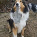 30 fotos dessas maravilhosas criaturas totalmente hilárias a quem chamamos de cachorros7