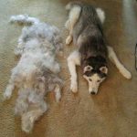 30 fotos dessas maravilhosas criaturas totalmente hilárias a quem chamamos de cachorros9