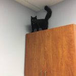 Animais traídos que perceberam tarde demais que estavam sendo levados ao veterinário11