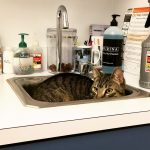 Animais traídos que perceberam tarde demais que estavam sendo levados ao veterinário12