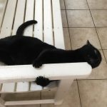 Animais traídos que perceberam tarde demais que estavam sendo levados ao veterinário14