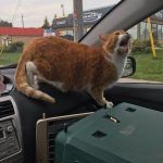 Animais traídos que perceberam tarde demais que estavam sendo levados ao veterinário16