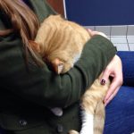 Animais traídos que perceberam tarde demais que estavam sendo levados ao veterinário18