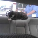 Animais traídos que perceberam tarde demais que estavam sendo levados ao veterinário2