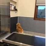 Animais traídos que perceberam tarde demais que estavam sendo levados ao veterinário20