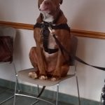 Animais traídos que perceberam tarde demais que estavam sendo levados ao veterinário22