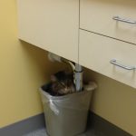 Animais traídos que perceberam tarde demais que estavam sendo levados ao veterinário23