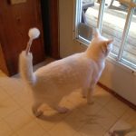 Animais traídos que perceberam tarde demais que estavam sendo levados ao veterinário3