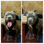 Animais traídos que perceberam tarde demais que estavam sendo levados ao veterinário8