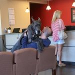 Animais traídos que perceberam tarde demais que estavam sendo levados ao veterinário9