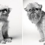 Como os cães envelhecem projeto fotográfico fascinante1