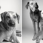 Como os cães envelhecem projeto fotográfico fascinante10