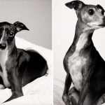 Como os cães envelhecem projeto fotográfico fascinante11