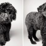 Como os cães envelhecem projeto fotográfico fascinante12