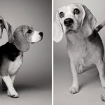Como os cães envelhecem projeto fotográfico fascinante13