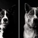 Como os cães envelhecem projeto fotográfico fascinante2