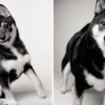 Como os cães envelhecem projeto fotográfico fascinante3