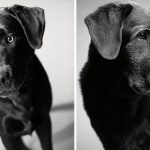 Como os cães envelhecem projeto fotográfico fascinante6