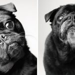 Como os cães envelhecem projeto fotográfico fascinante8