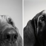 Como os cães envelhecem projeto fotográfico fascinante9