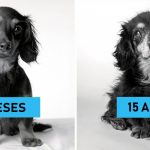 Como os cães envelhecem um projeto fotográfico