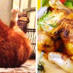 Imagens que provam que os gatos são mestres na arte da imitação1