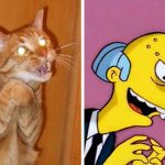 Imagens que provam que os gatos são mestres na arte da imitação10