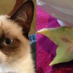 Imagens que provam que os gatos são mestres na arte da imitação11