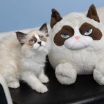 Imagens que provam que os gatos são mestres na arte da imitação12