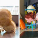 Imagens que provam que os gatos são mestres na arte da imitação14