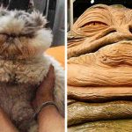 Imagens que provam que os gatos são mestres na arte da imitação15