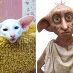 Imagens que provam que os gatos são mestres na arte da imitação2