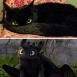 Imagens que provam que os gatos são mestres na arte da imitação3