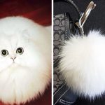 Imagens que provam que os gatos são mestres na arte da imitação4