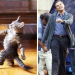 Imagens que provam que os gatos são mestres na arte da imitação5