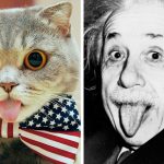 Imagens que provam que os gatos são mestres na arte da imitação6