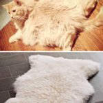 Imagens que provam que os gatos são mestres na arte da imitação9