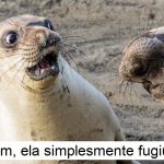 animais-que-nao-conseguem-esconder-mais-suas-emocoes-capa_pa