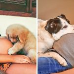 fotos emocionantes de animais esperando a chegada de seus irmãozinhos ao mundo-capa