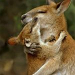 fotos tocantes capazes de derreter o mais insensível dos corações1