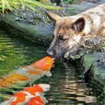 fotos tocantes capazes de derreter o mais insensível dos corações10