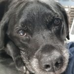 fotos tocantes capazes de derreter o mais insensível dos corações15