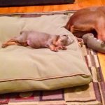 fotos tocantes capazes de derreter o mais insensível dos corações4