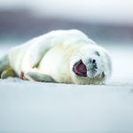 fotos tocantes capazes de derreter o mais insensível dos corações5