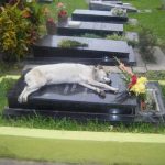 fotos tocantes capazes de derreter o mais insensível dos corações6