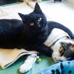 imagens comoventes que irão fazer você transbordar de emoção-capa