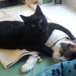 imagens comoventes que irão fazer você transbordar de emoção2