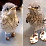 imagens comoventes que irão fazer você transbordar de emoção5