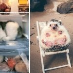 Animais-super-espertos-que-sabem-como-enfrentar-uma-onda-de-calor-como-ninguém-capa_pa